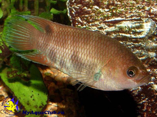   (Belontia signata)