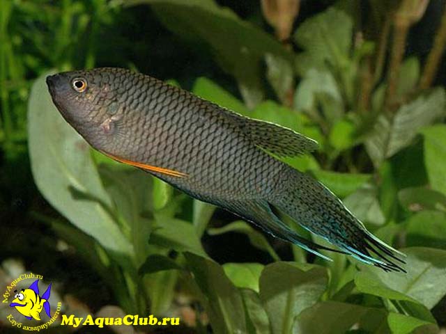   (Macropodus concolor)