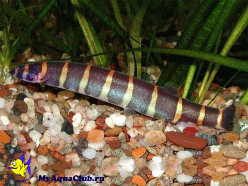   (Pangio myersi, Acanthophthalmus myersi)