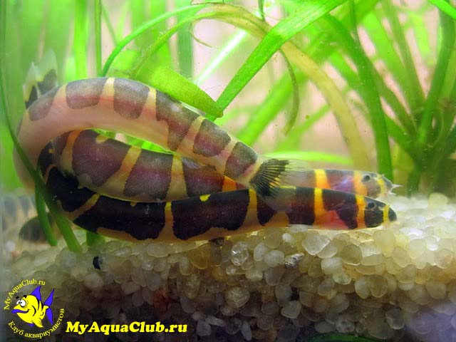   (Acanthophthalmus semicinctus, Pangio semicincta)