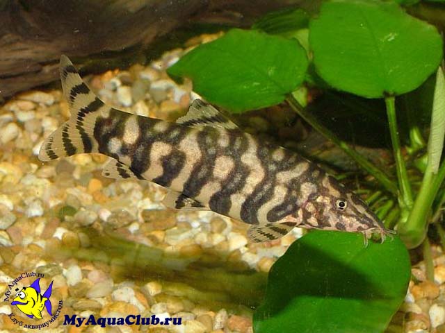      (Botia lohachata Chaudhuri)