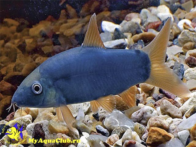   (Yasuhikotakia modesta)