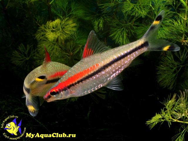   (Puntius denisonii)