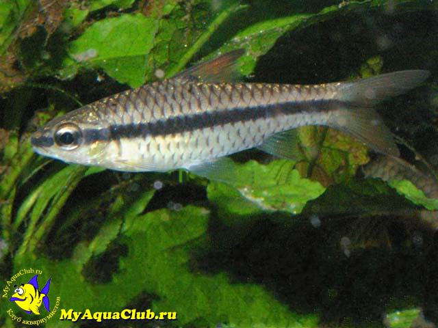   (Barbus holotaenia)