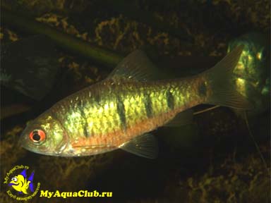   (Barbus semifasciolatus)
