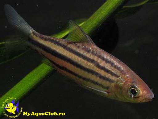      (Barbus lineatus)