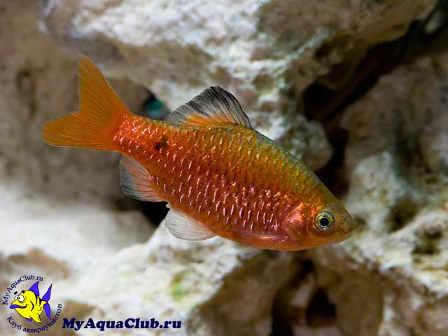   (Barbus conchonius)
