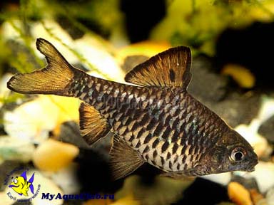      (Barbus oligolepis)