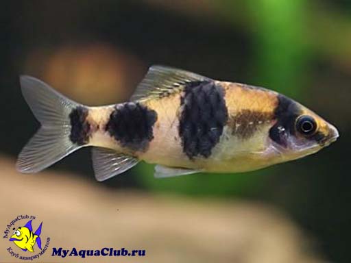   (Barbus fasciatus)