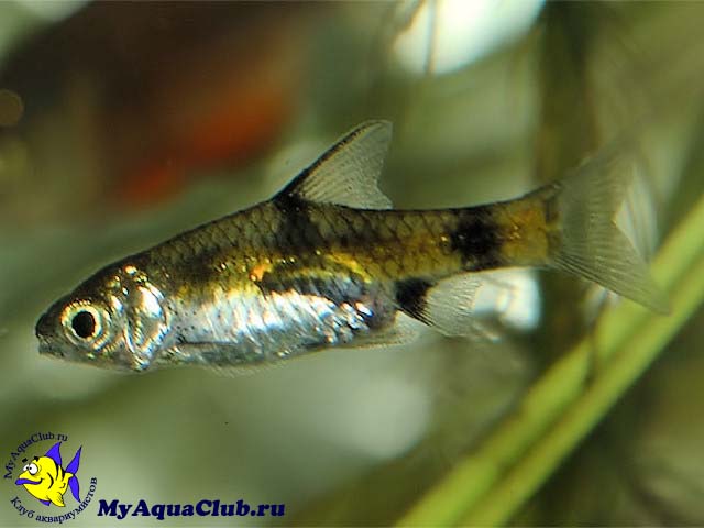   (Barbus gelius)