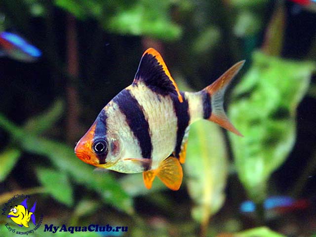   (Barbus tetrazona)