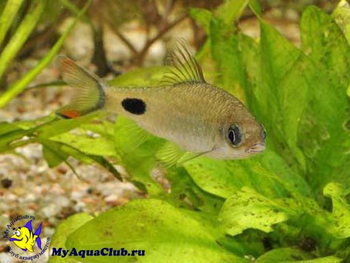   (Barbus filamentosus)