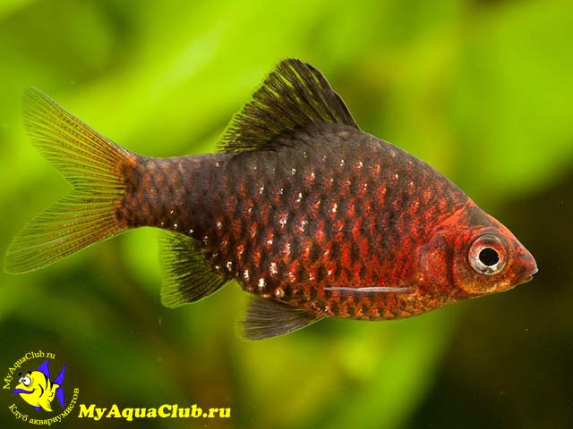   (Barbus nigrofasciatus)