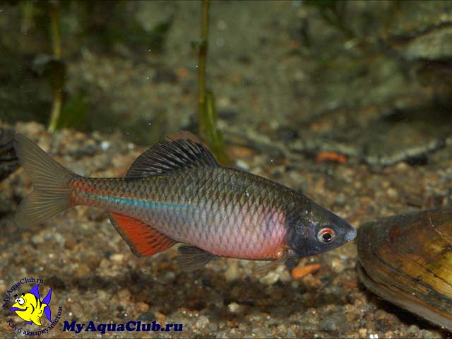   (Rhodeus sericeus amarus)