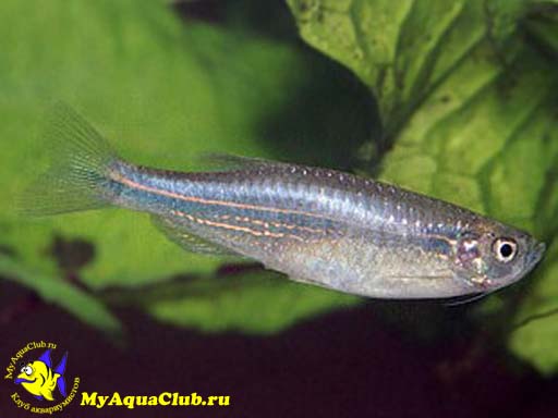      (Brachydanio kerri, Blue Danio)