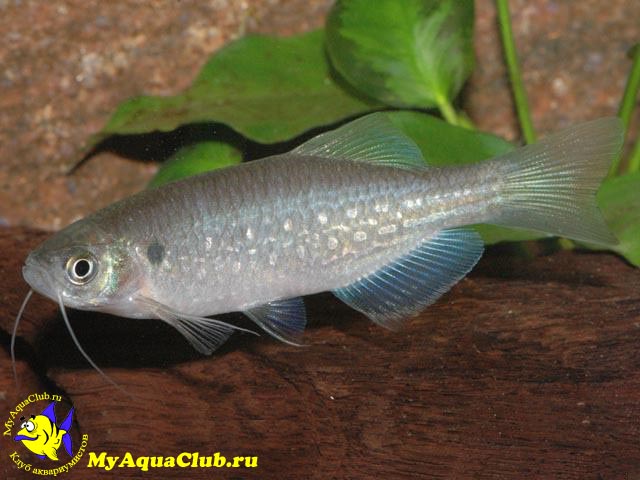   (Danio dangila)