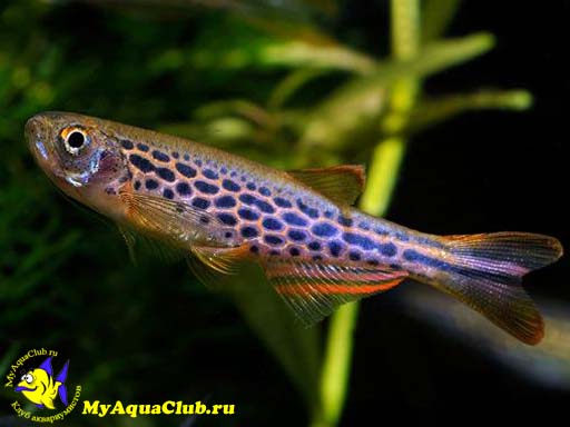   (Brachydanio frankei)