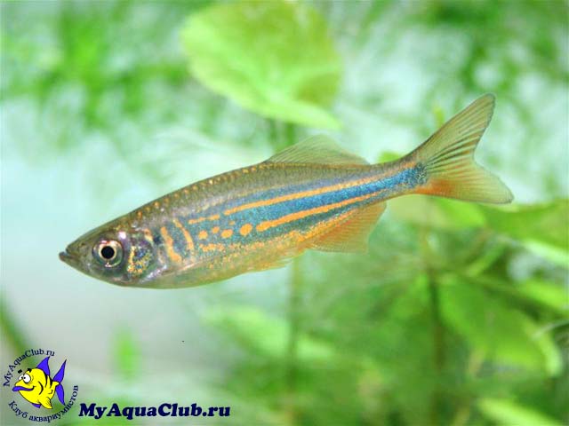      (Danio aequipinnatus)