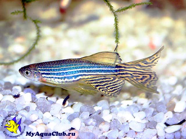   (Brachydanio rerio)