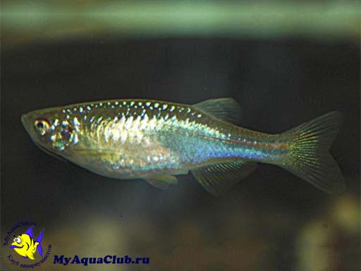      (Pearl danio)