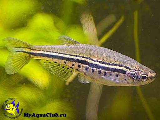      (Danio nigrofasciatus)