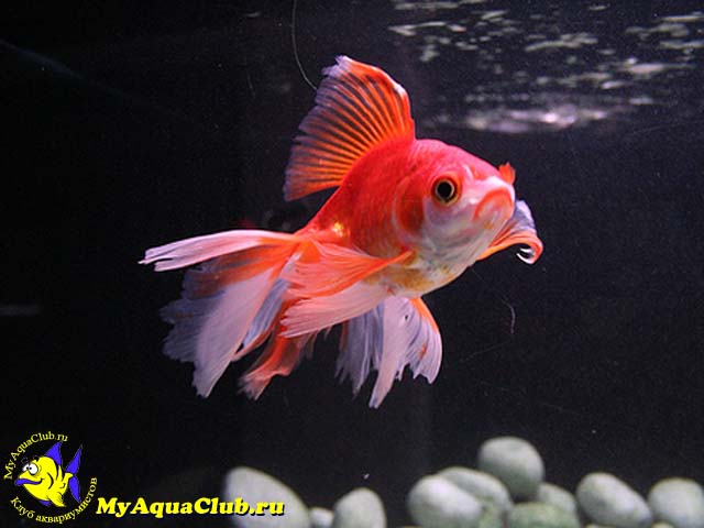   (Carassius auratus)