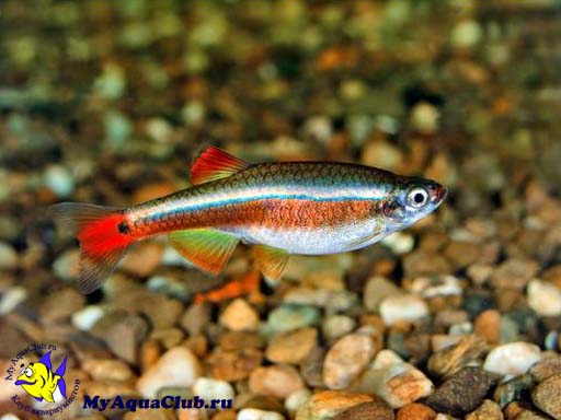  (Tanichthys albonubes)