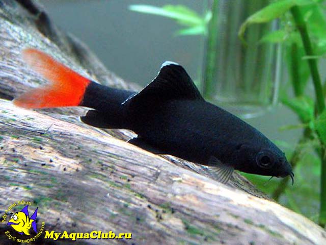   (Labeo bicolor)