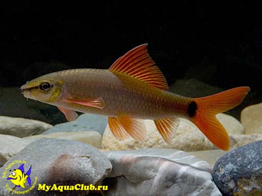   (Labeo frenatus)