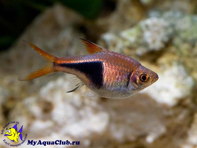      (Rasbora heteromorpha, Trigonostigma heteromorpha)