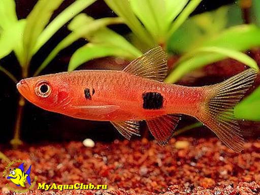   (Rasbora kalochroma)