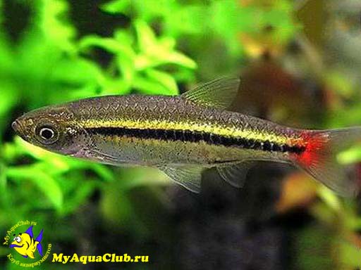   (Rasbora borapetensis)