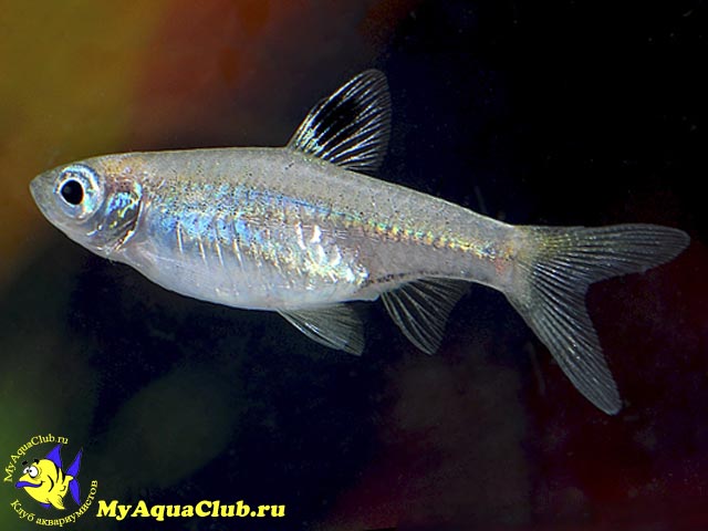   (Rasbora dorsiocellata)