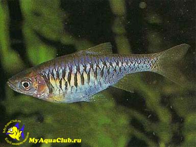   (Rasbora reticulata)