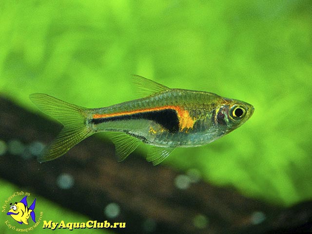   (Rasbora hengeli)