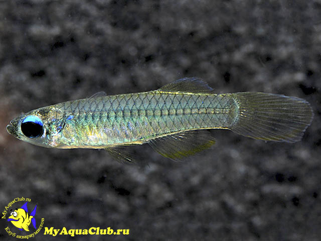  ,  (Aplocheilichthys normani)