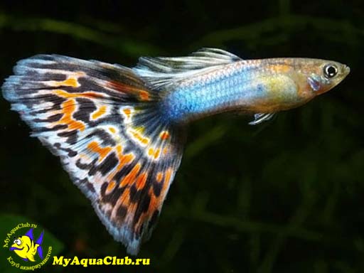  (Poecilia reticulata  Lebistes reticulata)