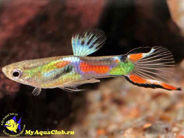   (Poecilia wingei)