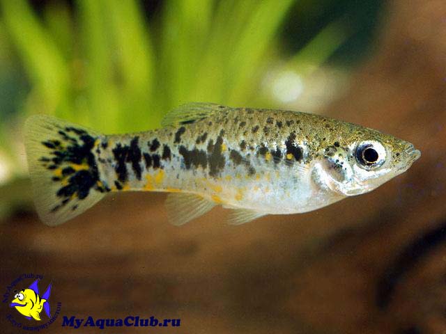  ()     (Limia (Poecilia) vittata)