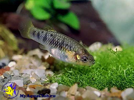   (Poecilia nigrofasciata, Limia)