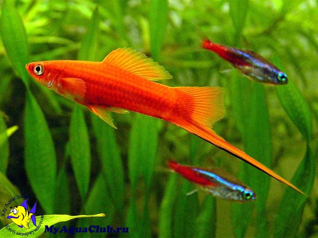  (Xiphophorus helleri)