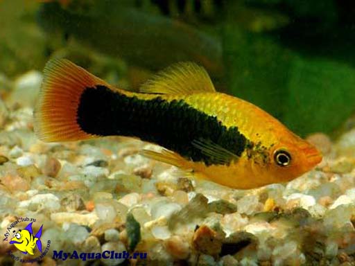   (Xiphophorus variatus)