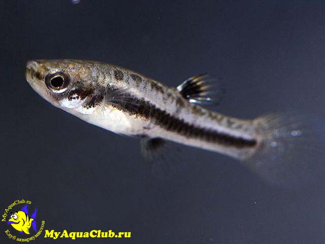  (Heterandria formosa)