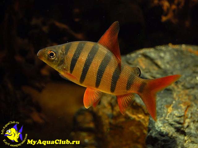   - (Distichodus sexfasciatus)