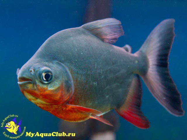   (Piaractus brachypomus)